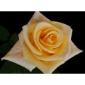 Roses - Madeleine